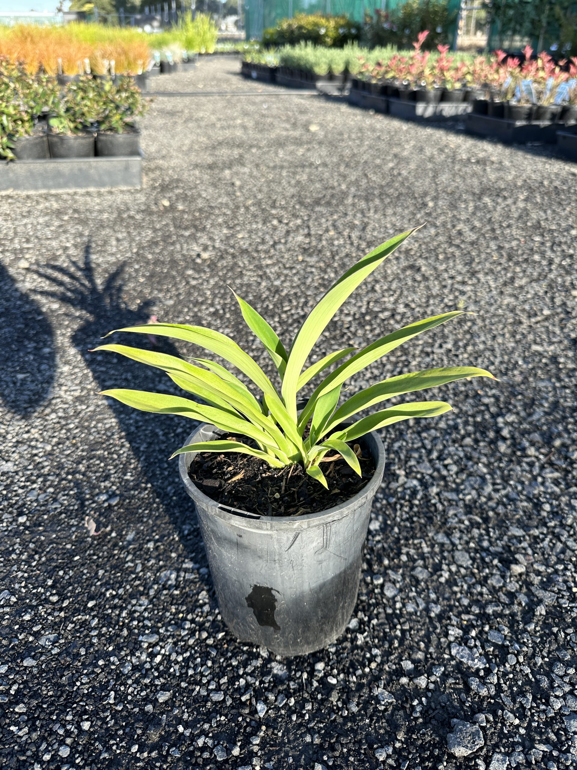 Renga Lily ‘Arthripodium Cirratum’ - Horseshoe Bend Nursery