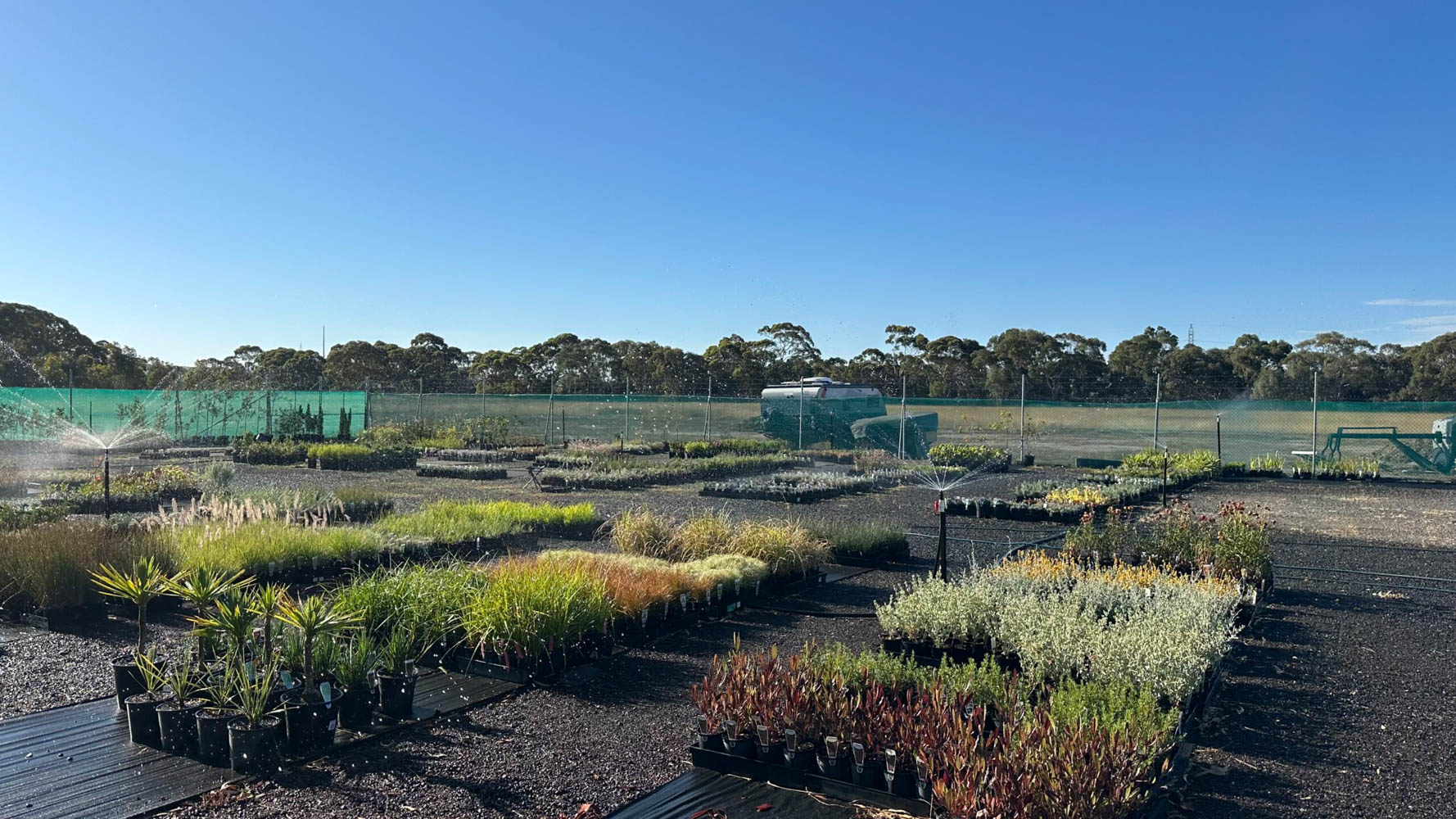 coastal native supply plant nursery 018